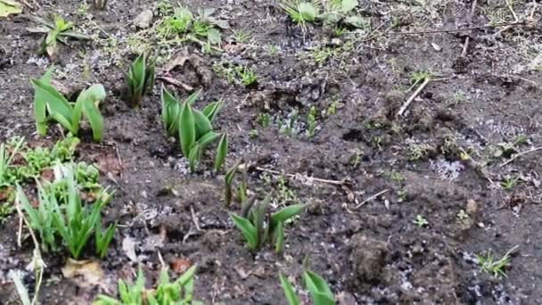 Na jaře padají na zem zrnka deště s kroupami, pozadí. Pojem poškození rostlin, povětrnostní podmínky — Stock video