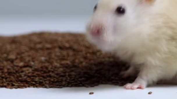 Hamster putih yang indah makan biji flax, makro. Salin ruang untuk teks — Stok Video