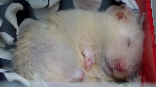 Valkoinen talo hamsteri kiipeää häkkiin ja nukkuu siinä, makro — kuvapankkivideo