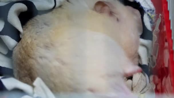 Hamster Gedung Putih memanjat kandang dan tidur di dalamnya, macro — Stok Video