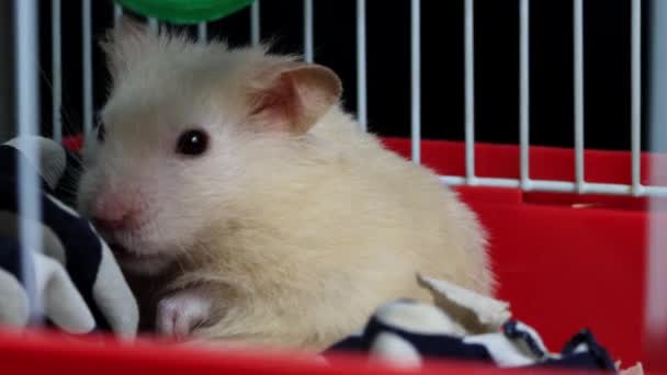 Casa branca hamster sobe a gaiola e dorme nele, macro — Vídeo de Stock
