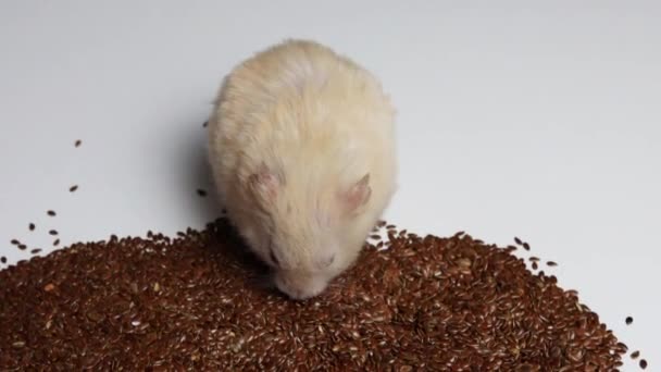 Branco belo hamster recolhe pelas bochechas e come sementes, fundo. Macro, copiar câmera lenta — Vídeo de Stock
