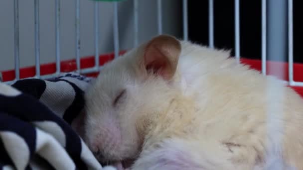 Белый красивый хомяк спит в клетке. Макро, замедленная съемка — стоковое видео