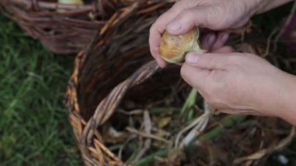 Жінка чистить лушпиння цибулин на дачі. Крупним планом — стокове відео