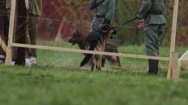 Alman askerleri ve çoban köpekleri İkinci Dünya Savaşı 'nın yeniden inşası sırasında bir toplama kampında Sovyet askerlerini esir aldılar. Tutsaklık