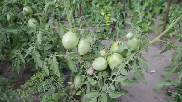 Groene onrijpe tomaten groeien in de tuin. Plantaardige plant, close-up — Stockvideo