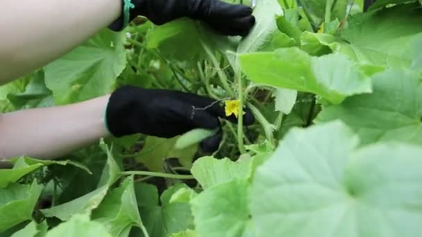 Een vrouw plukt komkommers uit de tuin die in het land groeit. Zomeroogst van komkommers, close-up — Stockvideo