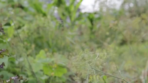 Dill paraplyer och annan vegetation i landet. Bakgrund, kopieringsutrymme för text, jordbruk — Stockvideo