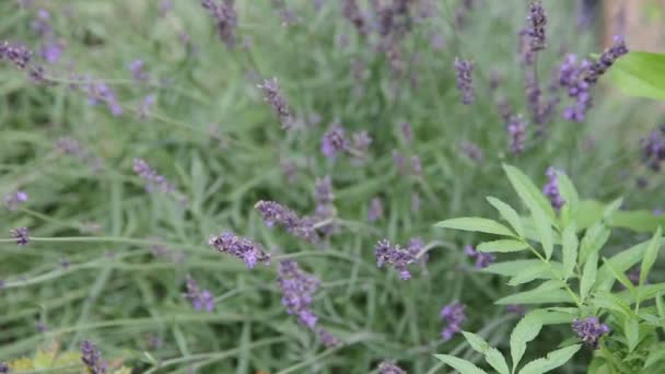Prachtige struik van paarse lavendelbloemen in de tuin, achtergrond. Close-up — Stockvideo