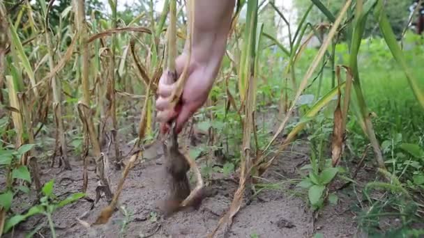 Knoflook oogsten in de herfst uit de tuin op het platteland, close-up. Landbouw — Stockvideo