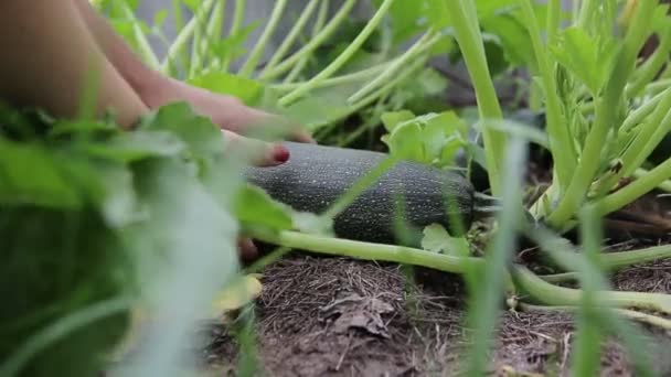 Meisje plukt een groen groentemerg in het land, close-up. Landbouw — Stockvideo