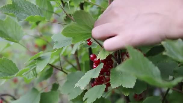 Girl plucking red currants from a bush, close-up — Stock Video