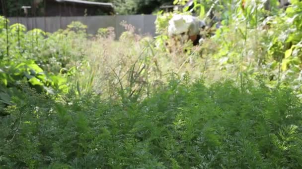 Worteltoppen op de tuinbedden, in de verte de zomer bewaterde de bewoner het tuinbed, op de achtergrond. Landbouw en landbouw. Kopieer ruimte voor tekst — Stockvideo