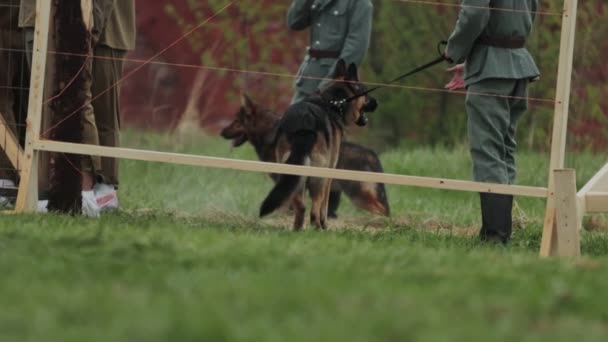 Niemiecki żołnierz z pasterz gwardia uchwyciłem radziecki żołnierz za płot w koncentracyjny biwak podczas odbudowa wydarzenie drugi światowy wojna. Niewolnictwo — Wideo stockowe