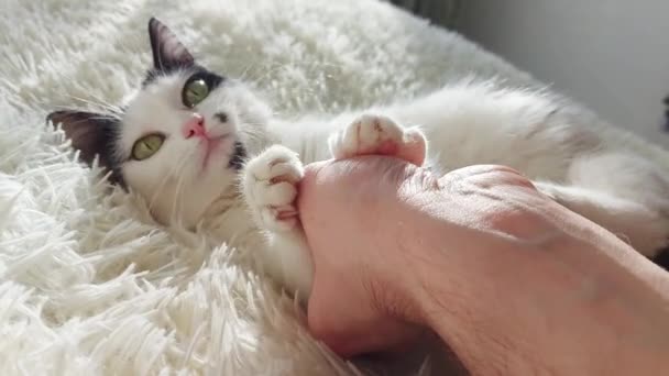 Vacker vit katt med svarta fläckar spelas och repor handen på en man, närbild — Stockvideo