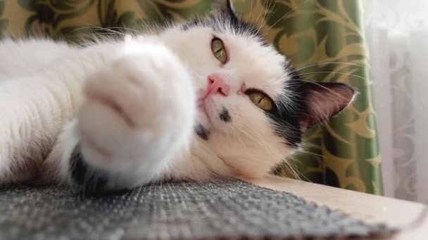 Un hermoso gato blanco con manchas negras yace en casa sobre la mesa y dormita, fondo — Vídeos de Stock