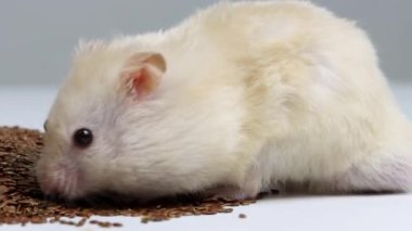 Beyaz güzel hamster keten tohumu yer, makro. Metin için alanı kopyala