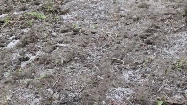 Grains de pluie avec de la grêle tombent sur le sol au printemps, fond. Concept de dommages végétaux, conditions météorologiques — Video