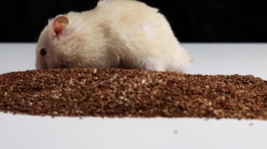 Beyaz, güzel hamster yanaklarından toplar ve tohumları yer. Macro, ağır çekimde kopyala