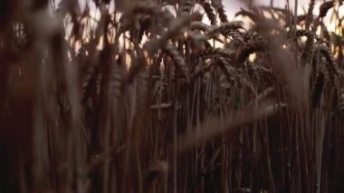 Sahada buğday kulakları portakallı, güneşli bir günbatımının arka planına karşı. Güzel doğa, tarım.