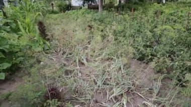 Kırsalda filizlenmiş soğanlı bir yatak. Sonbaharda soğan hasat etmek, arka plan