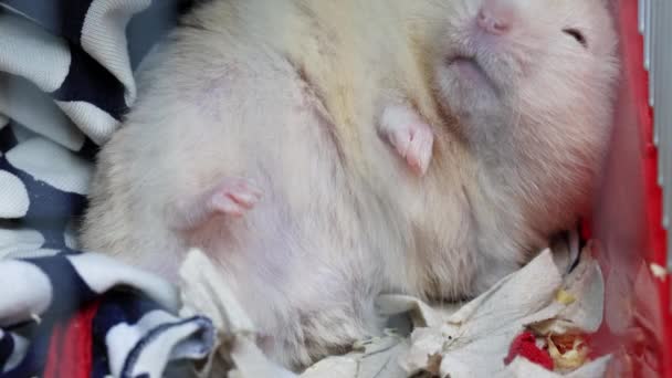 Beyaz güzel hamster kafeste uyur. Macro, ağır çekim. — Stok video