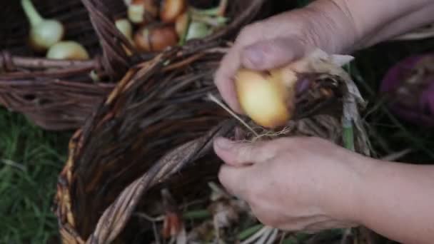 Nainen kuori sipulin kuoria maaseudulla. lähikuva — kuvapankkivideo