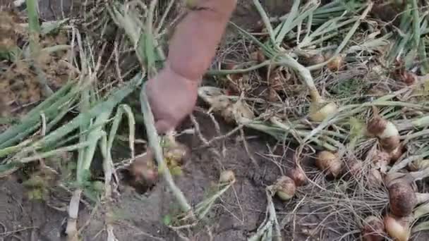 Récolte des oignons du jardin cultivé dans le pays. Récolte en automne, légumes. Contexte — Video