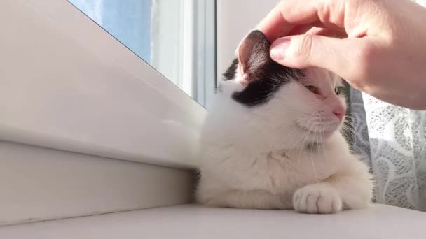 Мужчина гладит кошку, лежащую на подоконнике — стоковое видео
