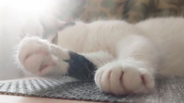 Un hermoso gato blanco con manchas negras yace en casa sobre la mesa y dormita, fondo — Vídeos de Stock