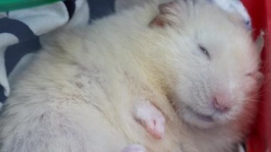 Beyaz güzel hamster kafeste uyur. Macro, ağır çekim.