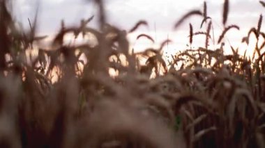 Yazın güneşli bir günbatımının arka planında buğday kulakları olan güzel, geniş bir tarla. Ekmek yapmak için tahıl yetiştiriyorum. Metin için alanı kopyala