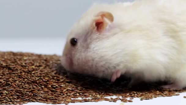 Hamster putih yang indah makan biji flax, makro. Salin ruang untuk teks — Stok Video