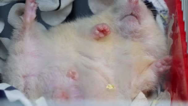 Casa branca hamster sobe a gaiola e dorme nele, macro — Vídeo de Stock