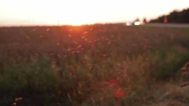 Un enjambre de insectos mosquitos dando vueltas en el campo contra el telón de fondo de una puesta de sol soleada por la noche. Hermoso campo con orejas, muchos mosquitos — Vídeos de Stock