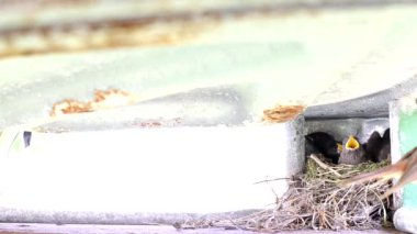 Güzel bir sığırcık kuşu yuvaya uçar ve onları besler. Yuvada sarı ağızlı küçük piliçler, arka plan, metin için kopyalama alanı