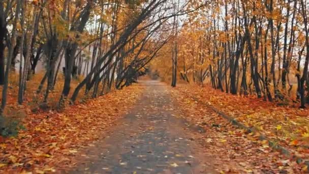 가을. 떨어진 마른 오렌지 잎들로 가득 찬 알리. 도시 공원의 황금 가을. 면책권. 구름낀 날씨. 인도의 여름. 아름다운 자연. 9 월, 8 월. 움직 이는 광각 탐침 촬영 — 비디오