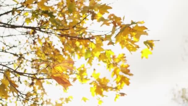 Golden fall. Suns rays shine through branches. Autumn. Wind sways yellow leaves on tree in park. Indian summer. Warm sunny weather. Beautiful nature. September, october. Low angle shot — Stock Video