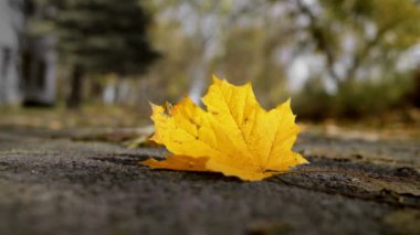 Sonbahar. Bir akçaağaç sarı yaprağı yerde yatıyor ve rüzgarda sallanıyor. Altın düşüş. Hint yazı. Yalnızlık, üzüntü konsepti. Güzel doğa. Eylül, Ekim. Düşük açılı yakın çekim.