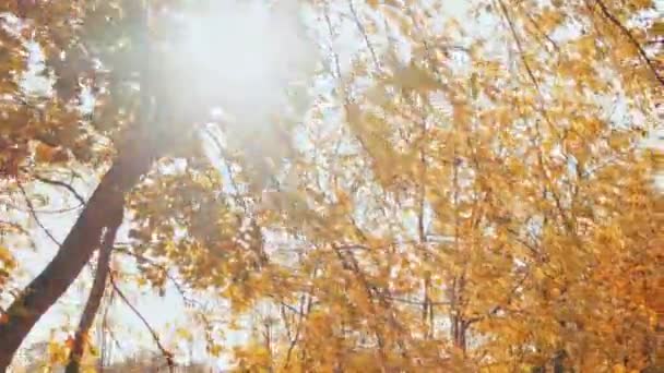 Høsten. Solstråler skinner gjennom kroner av trær. Treetopper med tørre oransje blader. Indiansk sommer. Gullhøst i byparken. Varmt vær. Naturen. Oktober, september. Gimbalskudd i bevegelse – stockvideo