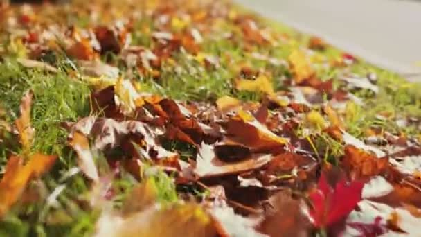 Høsten. Fallende tørre oransje blader er på grønt gress. Golden fall i byparken. Været blåser. Indiansk sommer. Vakker natur. Oktober, september. Nær opp, lav vinkel gimbalt skudd – stockvideo
