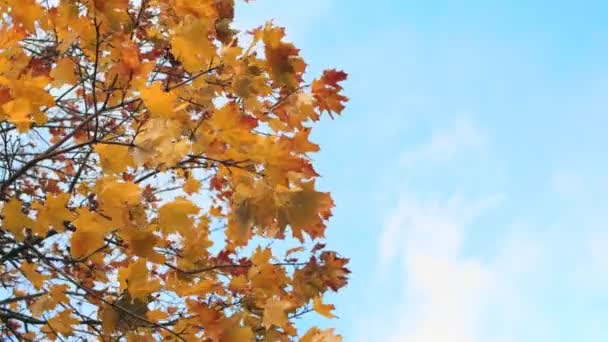 Caída de oro. El viento sopla hojas naranjas de la corona del árbol de otoño. Clima cálido. Verano indio. Hermosa naturaleza. Antecedentes Disparo de ángulo bajo. Vista al cielo y las nubes. Copiar espacio — Vídeo de stock