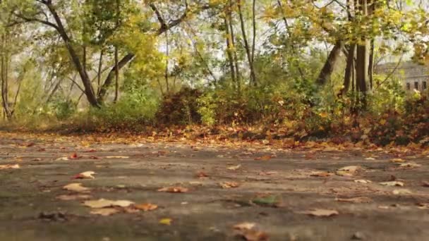 Tijdsverloop. Val weg. Wind blaast bladeren op bomen en op de grond. Herfst in het stadspark. Indiase zomer. Warm weer. Niemand. Vredesrust concept. De natuur. September oktober. Lage hoek. Achtergrond — Stockvideo