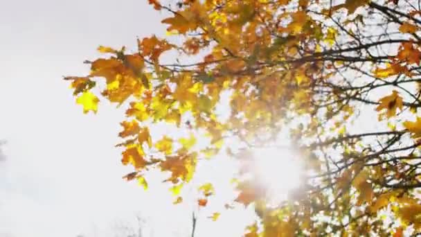 Golden fall. Suns rays shine through branches. Autumn. Wind sways orange leaves on tree in park. Warm sunny weather. Indian summer. Beautiful nature. September, october. Low angle shot — Stock Video