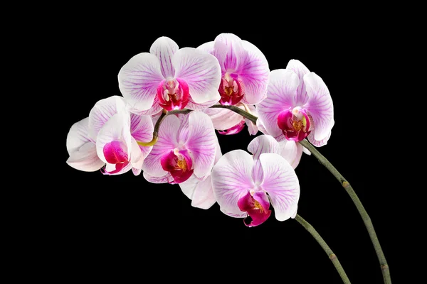 Orchidea fiore sfondo — Foto Stock