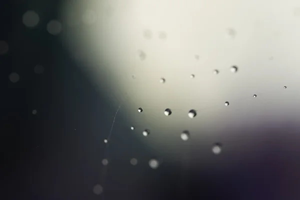 Waterdrops net — Stok fotoğraf