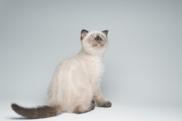 Grey flap-eared kitten