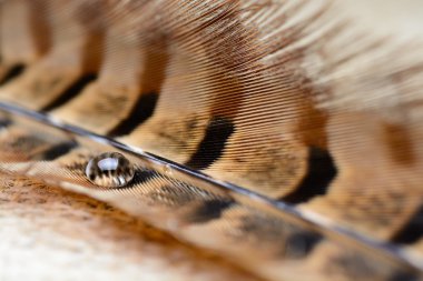 Waterdrop tüy üzerinde