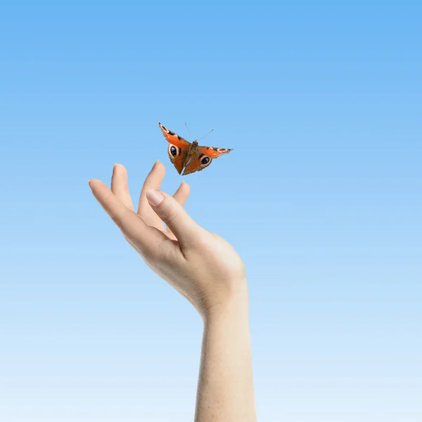 A Borboleta nas tuas mãos — Fotografia de Stock