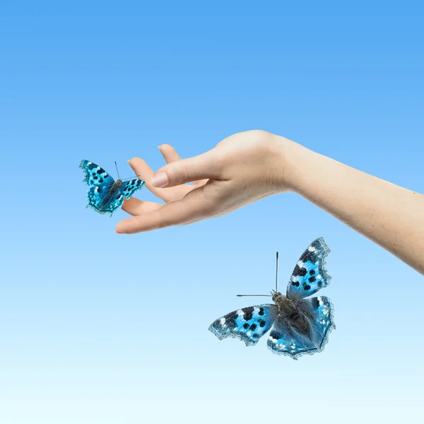 The Butterfly in your hands — Stock Photo, Image